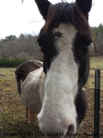 SEARCHING FOR HORSE Spotty, Snowball and Rusty++  Near Mineral Bluff, GA, 30559